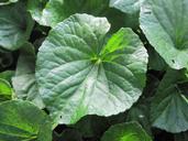 violet-leaf-leaf-green-violets-282609.jpg