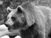 bear-brown-black-wildlife-grizzly-1666321.jpg