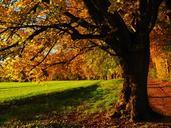 tree-avenue-back-light-sun-field-779825.jpg