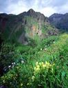 wildflowers-colorado-blooming-669457.jpg