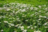 daisy-rush-meadow-white-324395.jpg