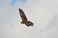 falcon-wildpark-poing-flight-fly-1325819.jpg