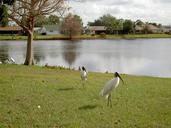 egret-lake-water-nature-bird-493895.jpg