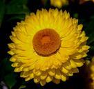 paper-daisy-everlasting-flower-426239.jpg