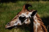 giraffe-animal-zoo-portrait-head-498042.jpg