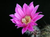 Cactus flower blooming.jpg