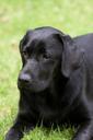 labrador-dog-black-garden-young-930714.jpg