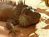 iguana-reptile-lizard-931732.jpg