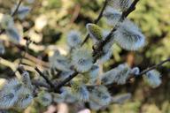 willow-catkins-spring-garden-tree-1051009.jpg