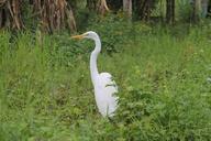 heron-waterfowl-nature-fauna-costa-674053.jpg