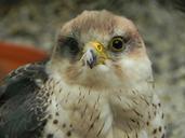 falcon-bird-raptor-bird-of-prey-595128.jpg