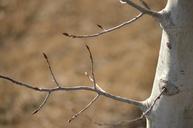 birch-branch-light-forest-tree-667948.jpg