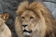 lion-panthera-leo-lioness-579003.jpg