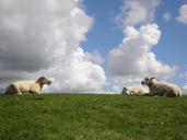 sheep-dutch-nature-netherlands-579248.jpg