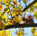 squirrel-forest-yellow-trees-543239.jpg