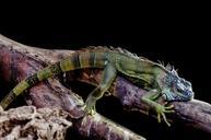 iguana-lizard-outdoor-close-up-316286.jpg