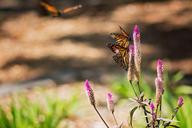 monarch-butterfly-wings-flower-1301289.jpg