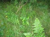 Fern athyrium filix femina.jpg