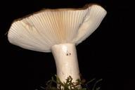 mushroom-macro-mushroom-plates-578314.jpg