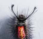 caterpillar-hairy-prickly-close-301252.jpg