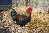 rooster-cock-chicken-foul-farm-1284283.jpg