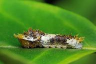 caterpillar-macro-nature-wildlife-539947.jpg