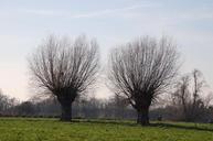 willow-trees-nature-winter-226054.jpg