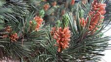 pine-pollen-tree-pine-pollen-912616.jpg