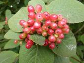 berries-red-wild-berries-nature-84924.jpg