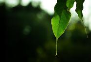 leaf-nature-textures-real-sunlight-1219137.jpg