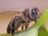 bee-insect-bees-543350.jpg