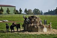 goats-hay-krmelec-fences-economy-348615.jpg