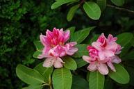 rhododendron-pink-blossom-bloom-228876.jpg