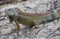 iguana-lizard-animal-world-creature-482173.jpg