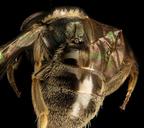 Lasioglossum_,_f,_propodium,_Humboldt_Co._CA_2016-04-16-00.30.jpg