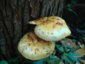 fungi-mushrooms-toadstools-plant-415154.jpg