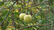 apples-fruit-nature-740362.jpg