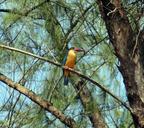 stork-billed-kingfisher-251066.jpg