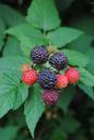 blackberries-fruits-plant-bush-846895.jpg