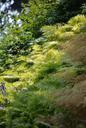 forest-plant-ferns-nature-green-550498.jpg