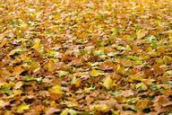 autumn-leaves-fall-background-940401.jpg