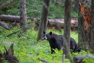 Black_bear,_Blacktail_Plateau_Drive.jpg