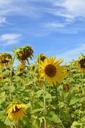 sunflowers-field-sky-nature-535634.jpg