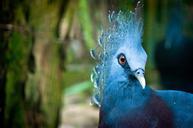 peacock-animal-blue-forest-386570.jpg