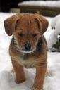 puppy-terrier-young-playing-snow-487962.jpg