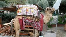 camel-dromedary-desert-turkey-258538.jpg