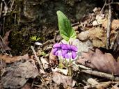 violet-flowers-mountain-nature-1550978.jpg