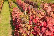 vineyard-vine-autumn-red-983265.jpg