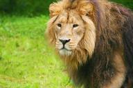 lion-zoo-chesterzoo-chester-zoo-1021673.jpg