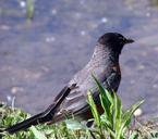 robin-walking-back-view-animal-70928.jpg